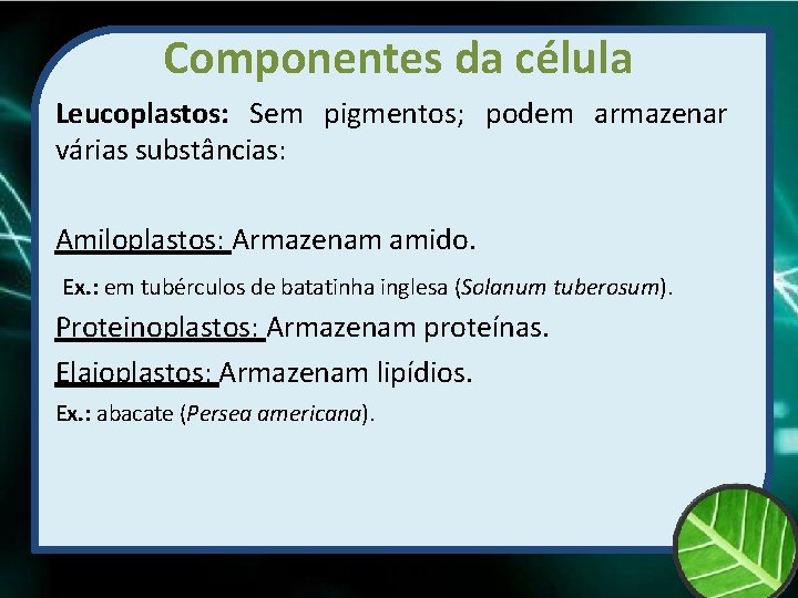 Componentes da célula Leucoplastos: Sem pigmentos; podem armazenar várias substâncias: Amiloplastos: Armazenam amido. Ex.