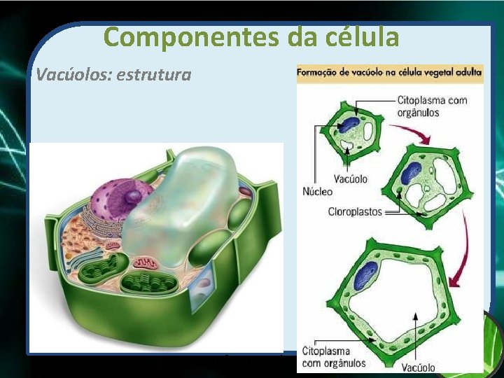 Componentes da célula Vacúolos: estrutura Prof Zayra Prado Almondes 