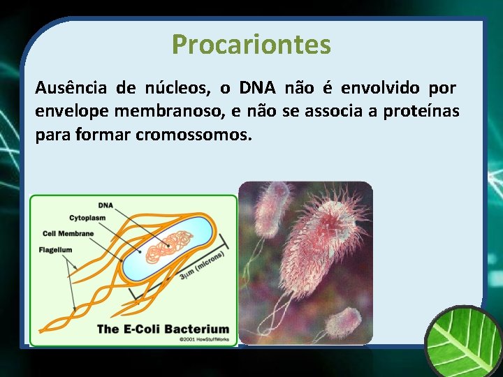 Procariontes Ausência de núcleos, o DNA não é envolvido por envelope membranoso, e não