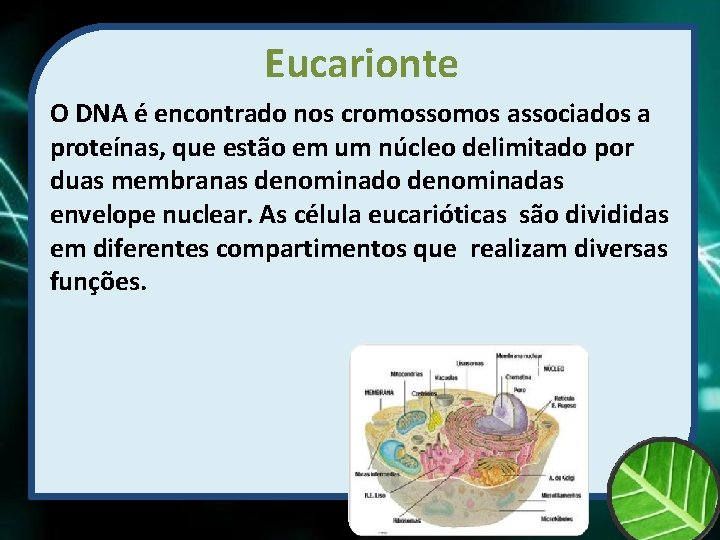 Eucarionte O DNA é encontrado nos cromossomos associados a proteínas, que estão em um