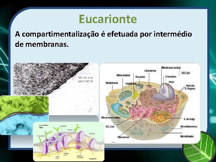 Eucarionte A compartimentalização é efetuada por intermédio de membranas. 