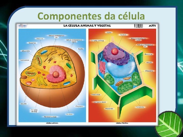 Componentes da célula 