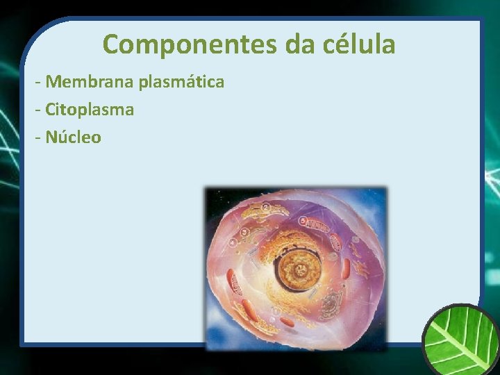 Componentes da célula - Membrana plasmática - Citoplasma - Núcleo 