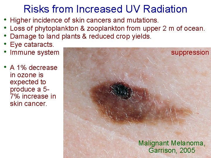 Risks from Increased UV Radiation • • • Higher incidence of skin cancers and