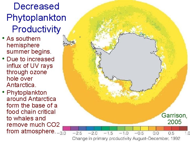 Decreased Phytoplankton Productivity • As southern • • hemisphere summer begins. Due to increased