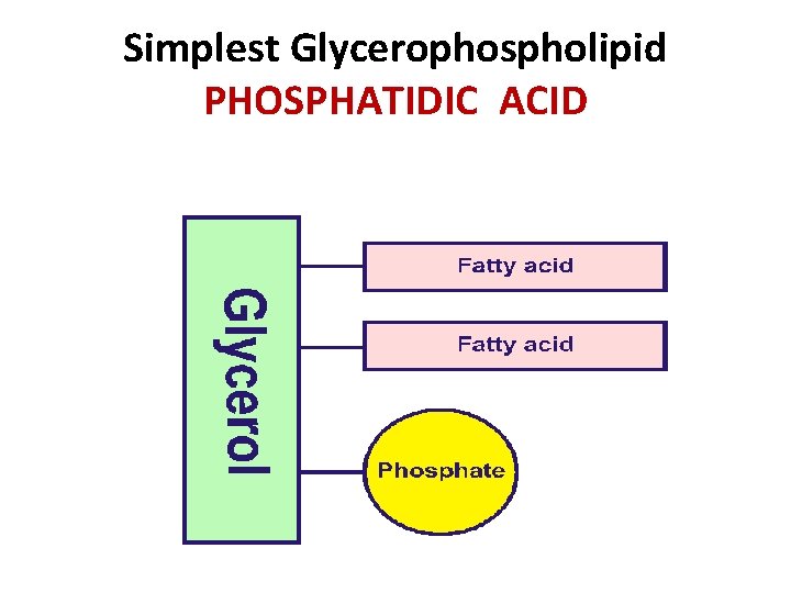 Simplest Glycerophospholipid PHOSPHATIDIC ACID 