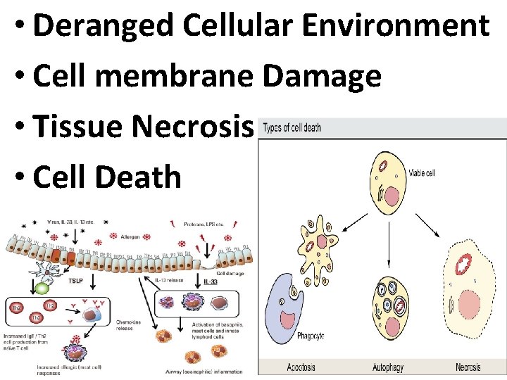  • Deranged Cellular Environment • Cell membrane Damage • Tissue Necrosis • Cell