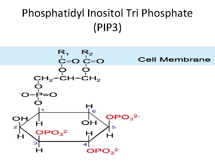 Phosphatidyl Inositol Tri Phosphate (PIP 3) 