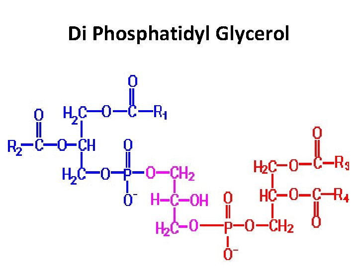 Di Phosphatidyl Glycerol 