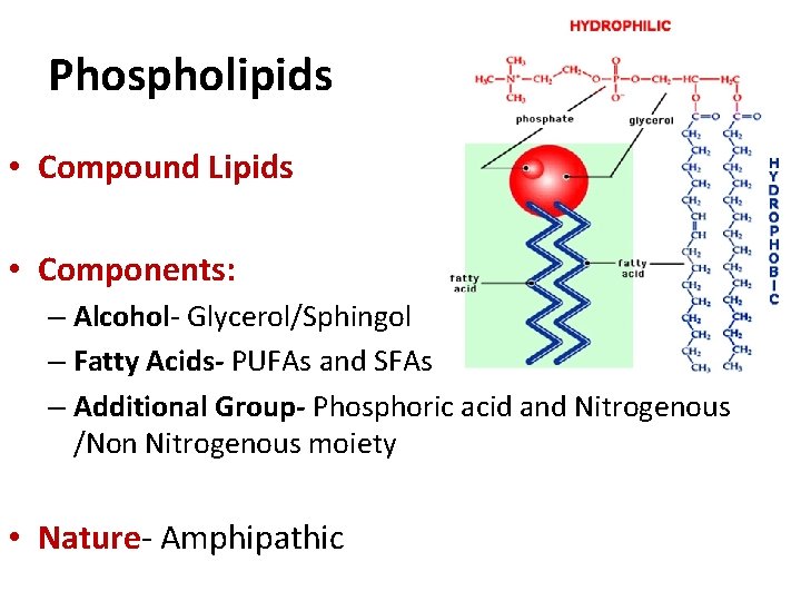 Phospholipids • Compound Lipids • Components: – Alcohol- Glycerol/Sphingol – Fatty Acids- PUFAs and