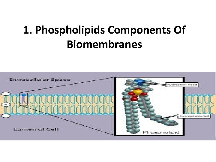 1. Phospholipids Components Of Biomembranes 