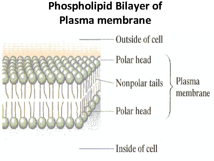 Phospholipid Bilayer of Plasma membrane 