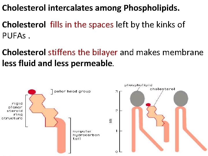 Cholesterol intercalates among Phospholipids. Cholesterol fills in the spaces left by the kinks of