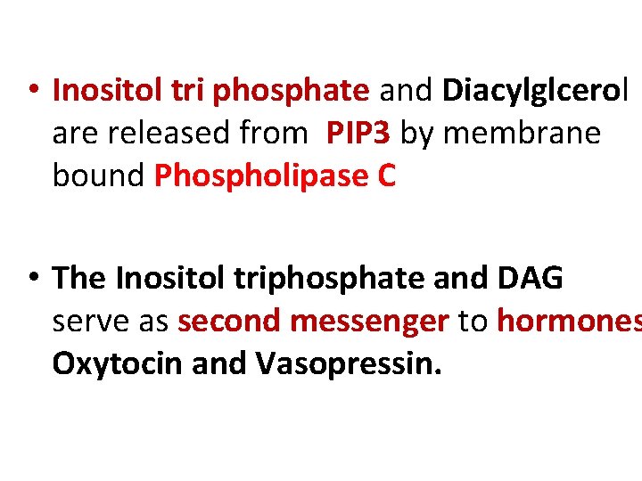  • Inositol tri phosphate and Diacylglcerol are released from PIP 3 by membrane