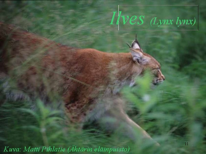 Ilves (Lynx lynx) Kuva: Matti Pihlatie (Ähtärin eläinpuisto) 11 