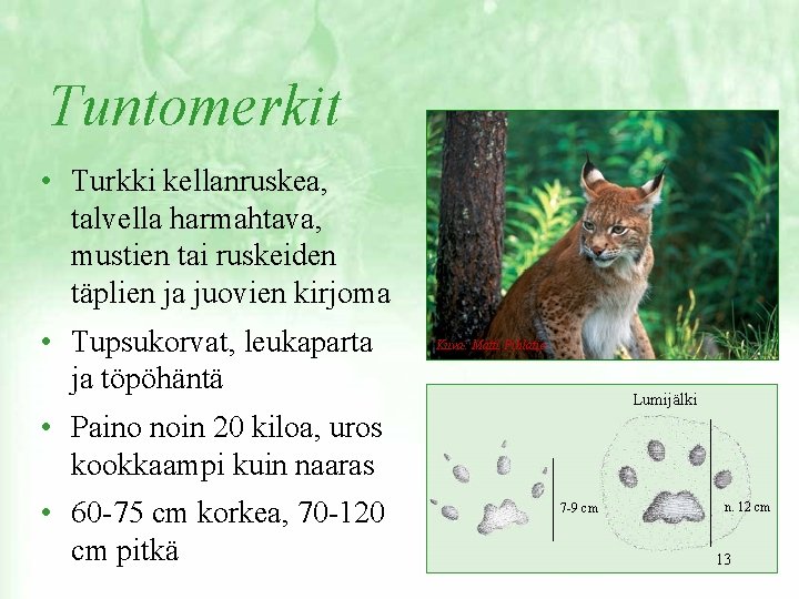 Tuntomerkit • Turkki kellanruskea, talvella harmahtava, mustien tai ruskeiden täplien ja juovien kirjoma •