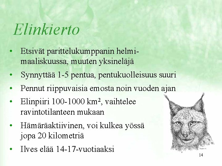 Elinkierto • Etsivät parittelukumppanin helmimaaliskuussa, muuten yksineläjä • Synnyttää 1 -5 pentua, pentukuolleisuus suuri