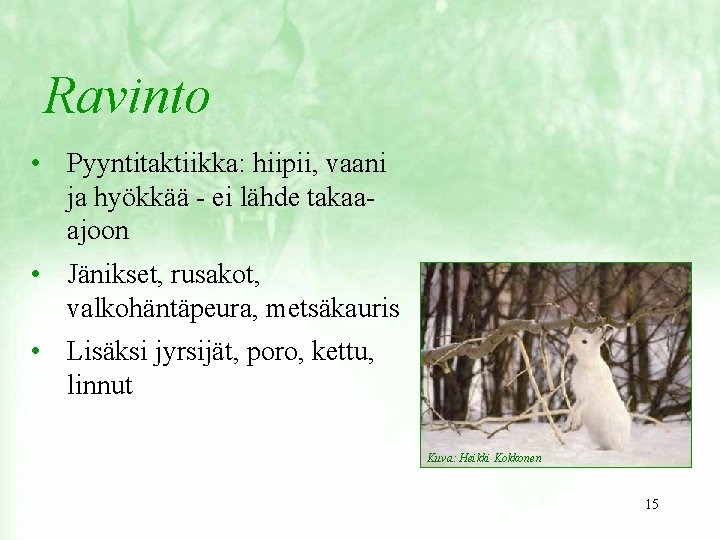 Ravinto • Pyyntitaktiikka: hiipii, vaani ja hyökkää - ei lähde takaaajoon • Jänikset, rusakot,