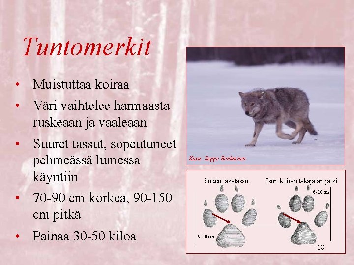 Tuntomerkit • Muistuttaa koiraa • Väri vaihtelee harmaasta ruskeaan ja vaaleaan • Suuret tassut,