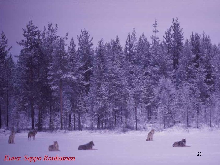 Kuva: Seppo Ronkainen 20 