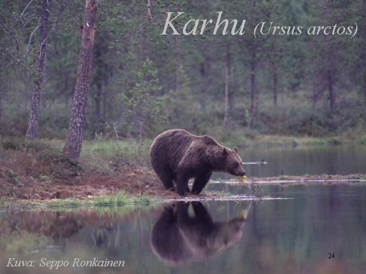 Karhu (Ursus arctos) Kuva: Seppo Ronkainen 24 