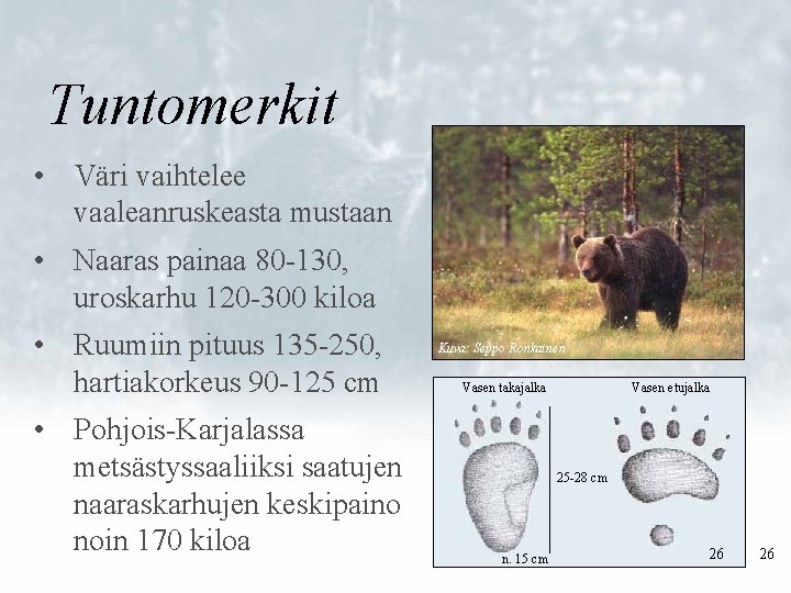 Tuntomerkit • Väri vaihtelee vaaleanruskeasta mustaan • Naaras painaa 80 -130, uroskarhu 120 -300