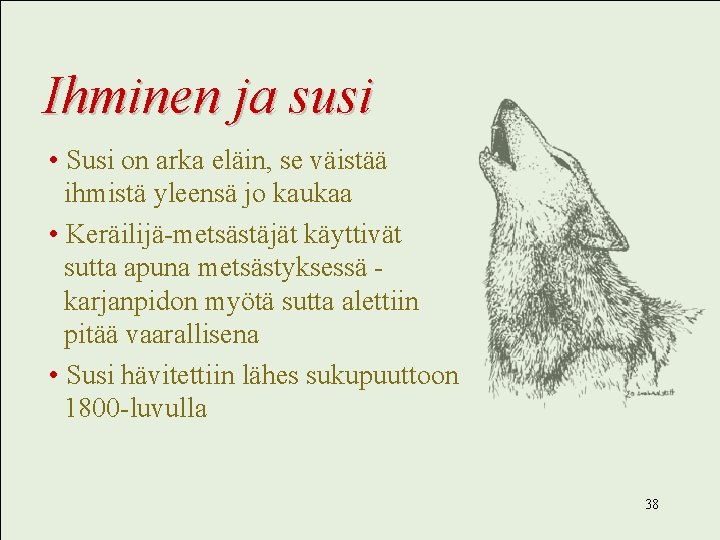 Ihminen ja susi • Susi on arka eläin, se väistää ihmistä yleensä jo kaukaa