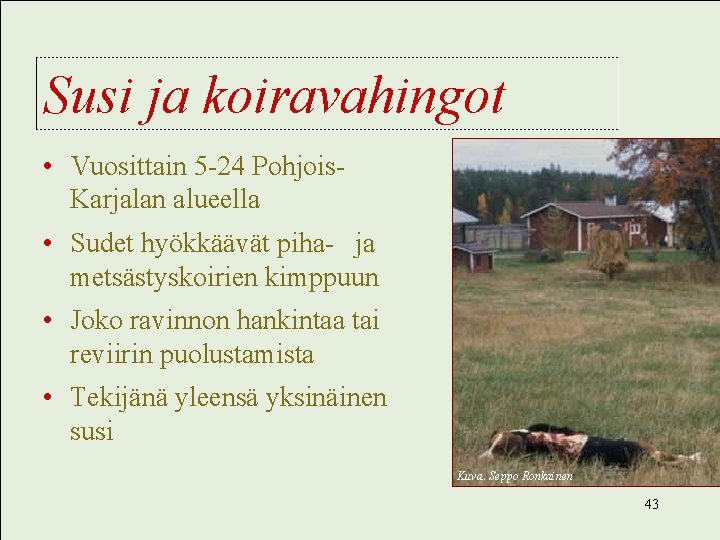 Susi ja koiravahingot • Vuosittain 5 -24 Pohjois. Karjalan alueella • Sudet hyökkäävät piha-