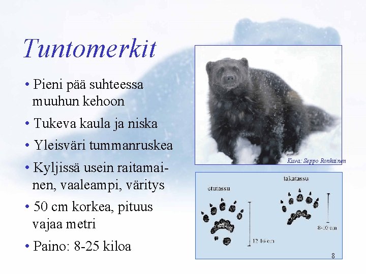 Tuntomerkit • Pieni pää suhteessa muuhun kehoon • Tukeva kaula ja niska • Yleisväri