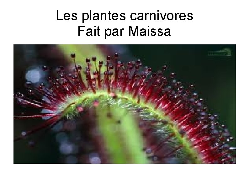 Les plantes carnivores Fait par Maissa 