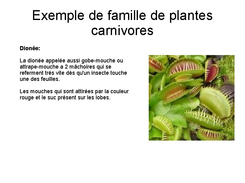 Exemple de famille de plantes carnivores Dionée: La dionée appelée aussi gobe-mouche ou attrape-mouche