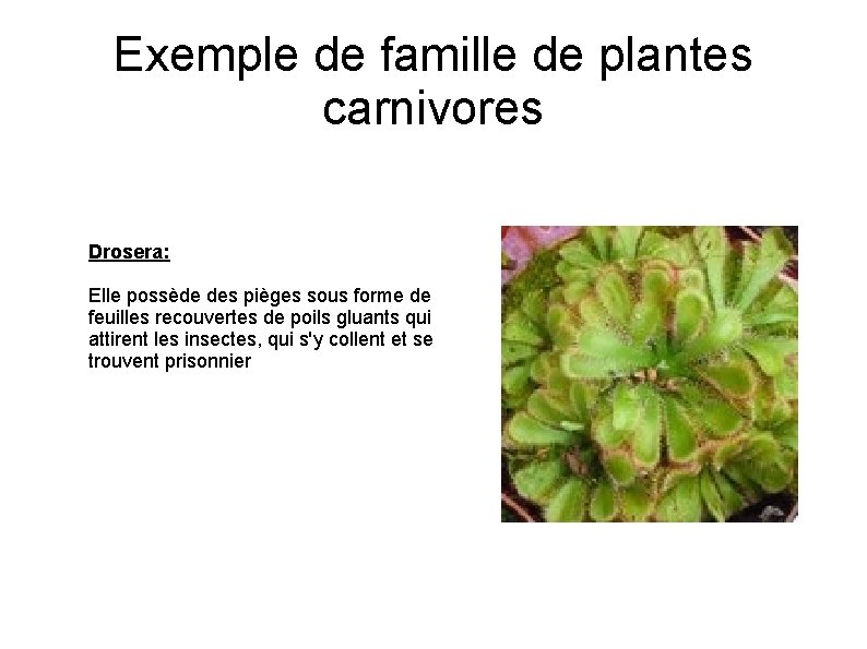 Exemple de famille de plantes carnivores Drosera: Elle possède des pièges sous forme de