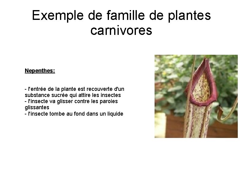 Exemple de famille de plantes carnivores Nepenthes: - l'entrée de la plante est recouverte