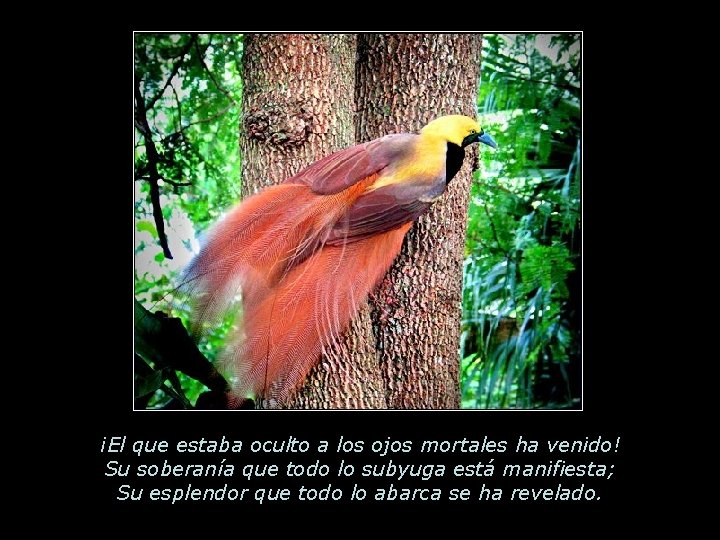 ¡El que estaba oculto a los ojos mortales ha venido! Su soberanía que todo