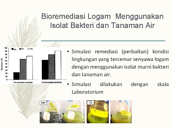 Bioremediasi Logam Menggunakan Isolat Bakteri dan Tanaman Air • Simulasi remediasi (perbaikan) kondisi lingkungan