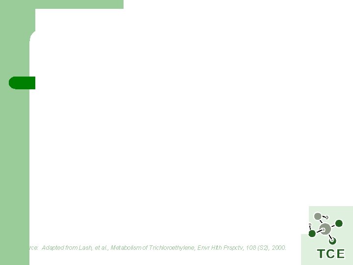 Source: Adapted from Lash, et al. , Metabolism of Trichloroethylene, Envr Hlth Prspctv, 108