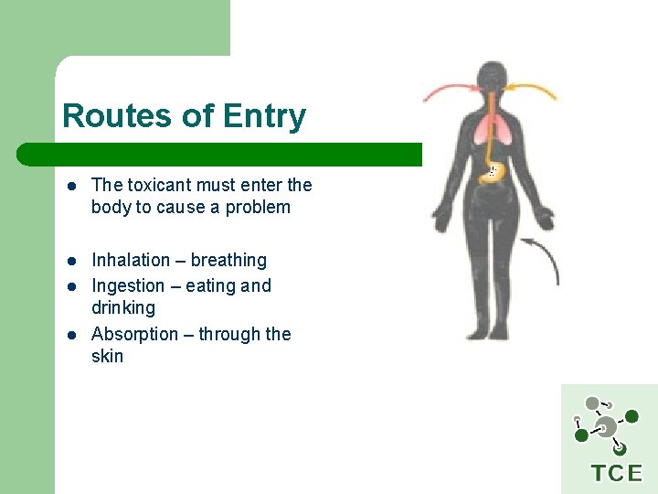 Routes of Entry l The toxicant must enter the body to cause a problem