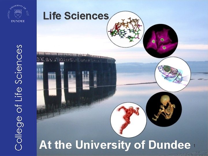 Life Sciences At the University of Dundee 1 