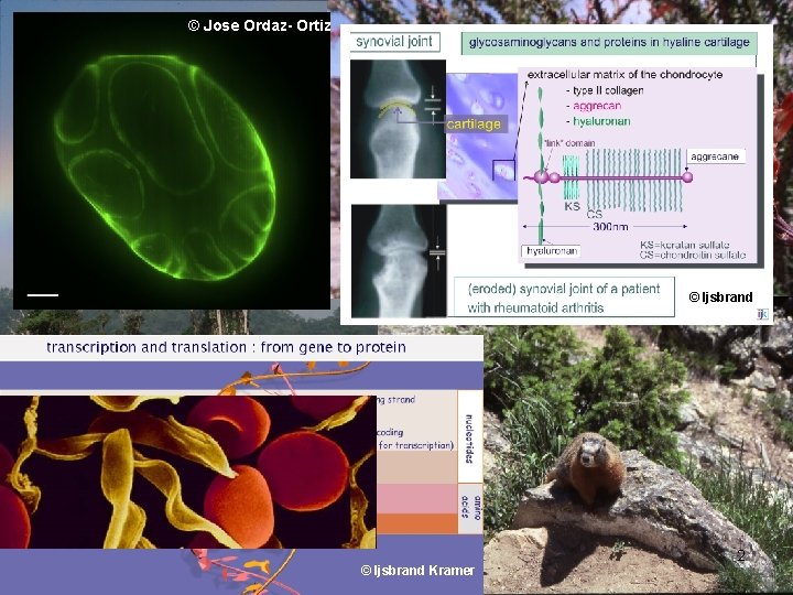 © Jose Ordaz- Ortiz © Ijsbrand Kramer © HEA Biosciences: Tom Tregenza © Ijsbrand