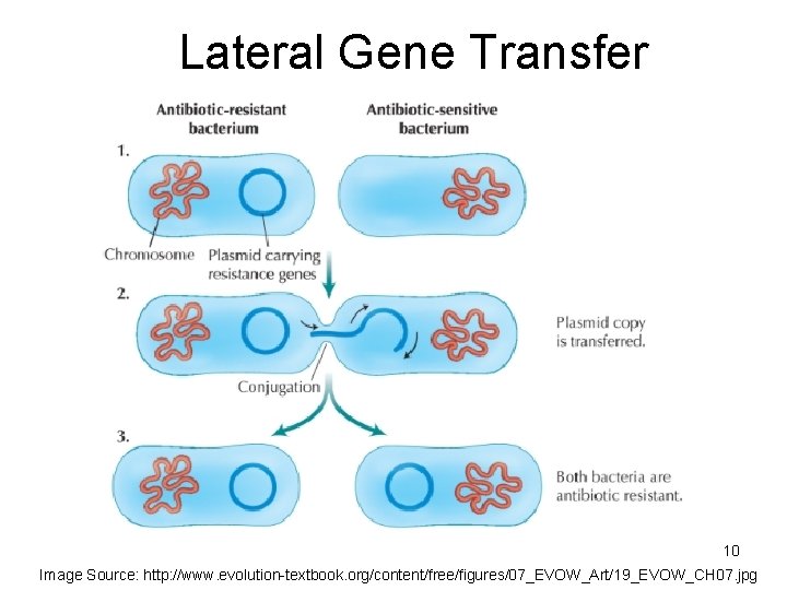 Lateral Gene Transfer 10 Image Source: http: //www. evolution-textbook. org/content/free/figures/07_EVOW_Art/19_EVOW_CH 07. jpg 