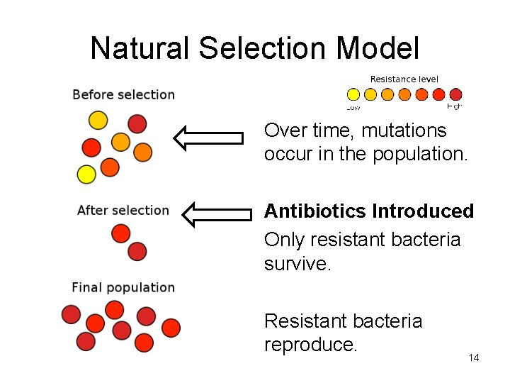 Natural Selection Model Over time, mutations occur in the population. Antibiotics Introduced Only resistant
