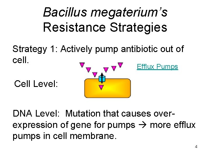 Bacillus megaterium’s Resistance Strategies Strategy 1: Actively pump antibiotic out of cell. Efflux Pumps