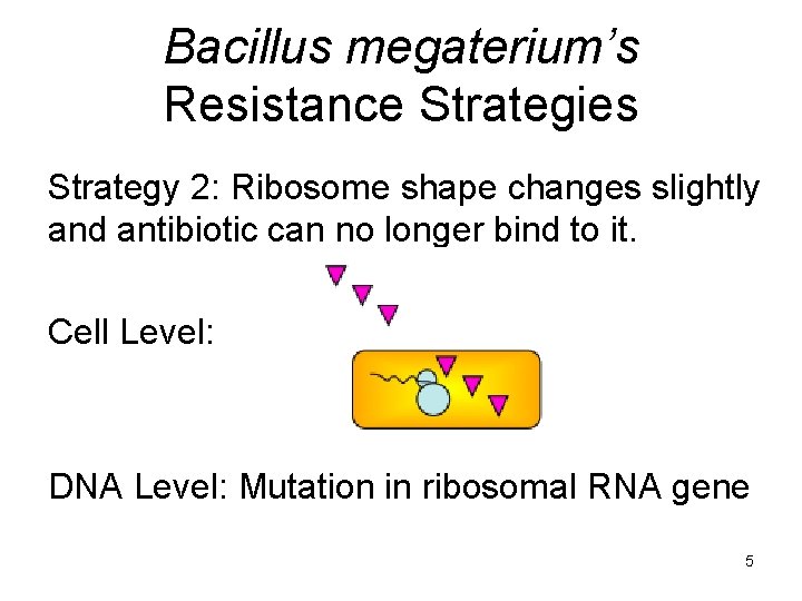 Bacillus megaterium’s Resistance Strategies Strategy 2: Ribosome shape changes slightly and antibiotic can no