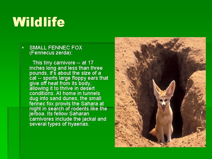 Wildlife § SMALL FENNEC FOX (Fennecus zerda): This tiny carnivore -- at 17 inches Wildlife § SMALL FENNEC FOX (Fennecus zerda): This tiny carnivore -- at 17 inches