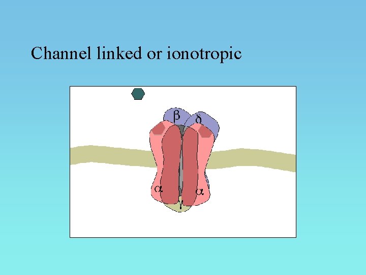 Channel linked or ionotropic 