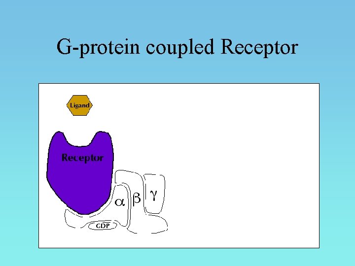 G-protein coupled Receptor 