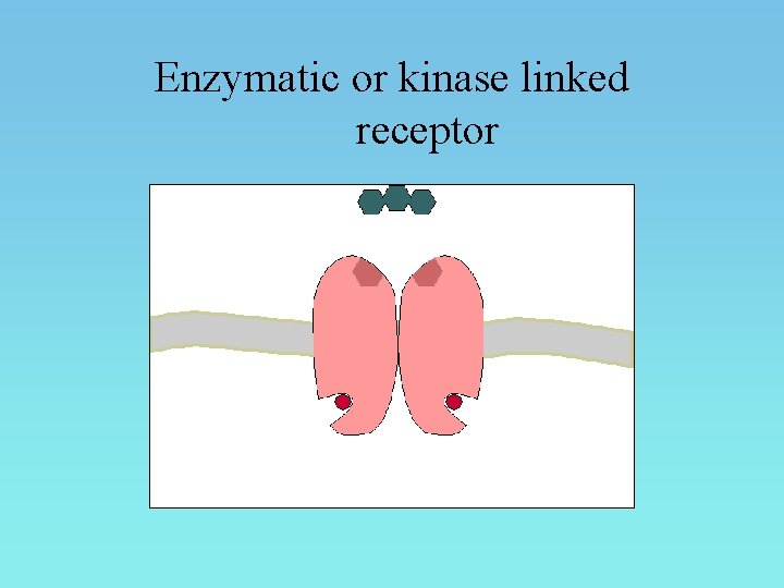 Enzymatic or kinase linked receptor 