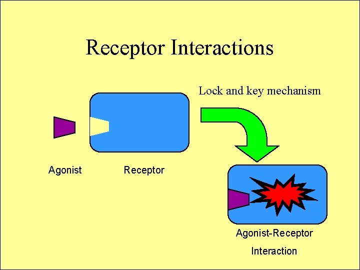 Receptor Interactions Lock and key mechanism Agonist Receptor Agonist-Receptor Interaction 