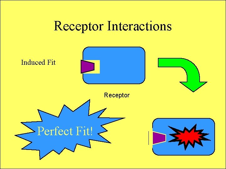 Receptor Interactions Induced Fit Receptor Perfect Fit! 
