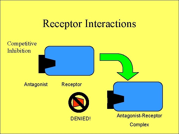 Receptor Interactions Competitive Inhibition Antagonist Receptor DENIED! Antagonist-Receptor Complex 